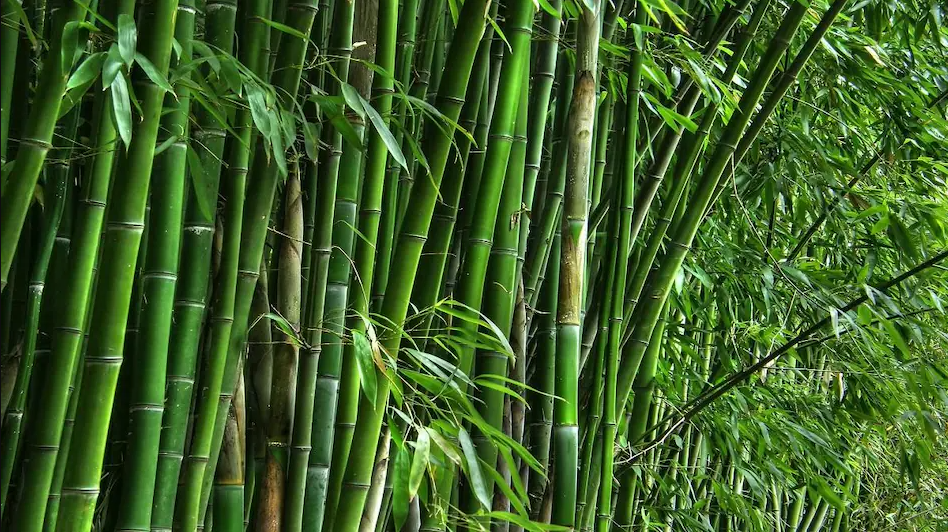 राष्ट्रीय बांस मिशन (National Bamboo Mission)